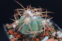 Echinocactus horizonthalonius PC 70